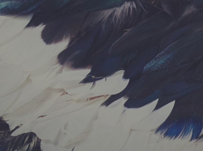 feathers